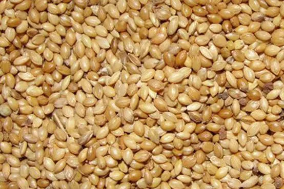 Millets Guide: Foxtail, Little, Kodo, Ragi and Jowar (and How to Cook Them)