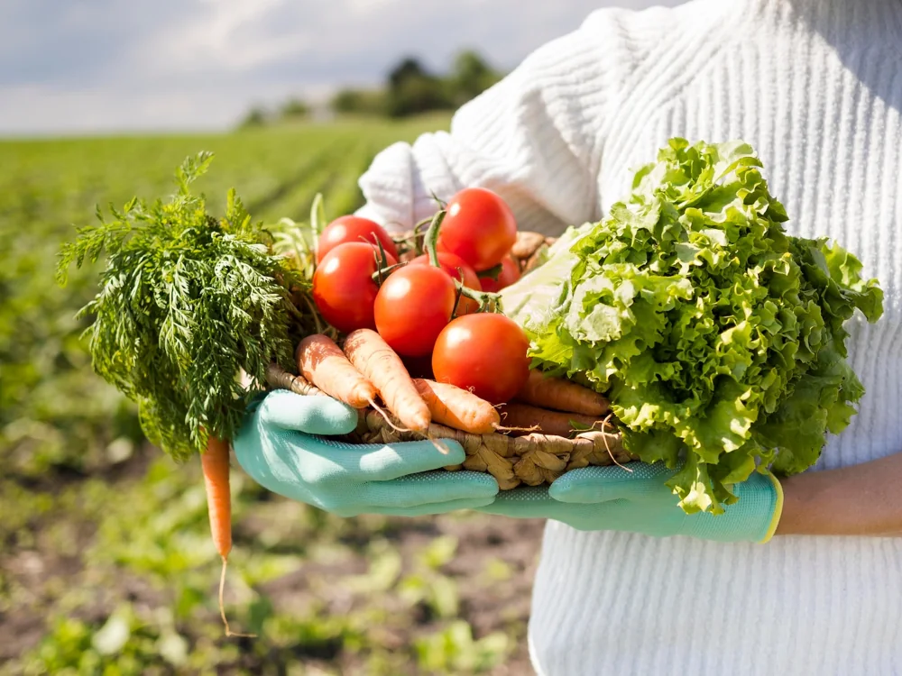 Fresh vegetables harvested in a basket