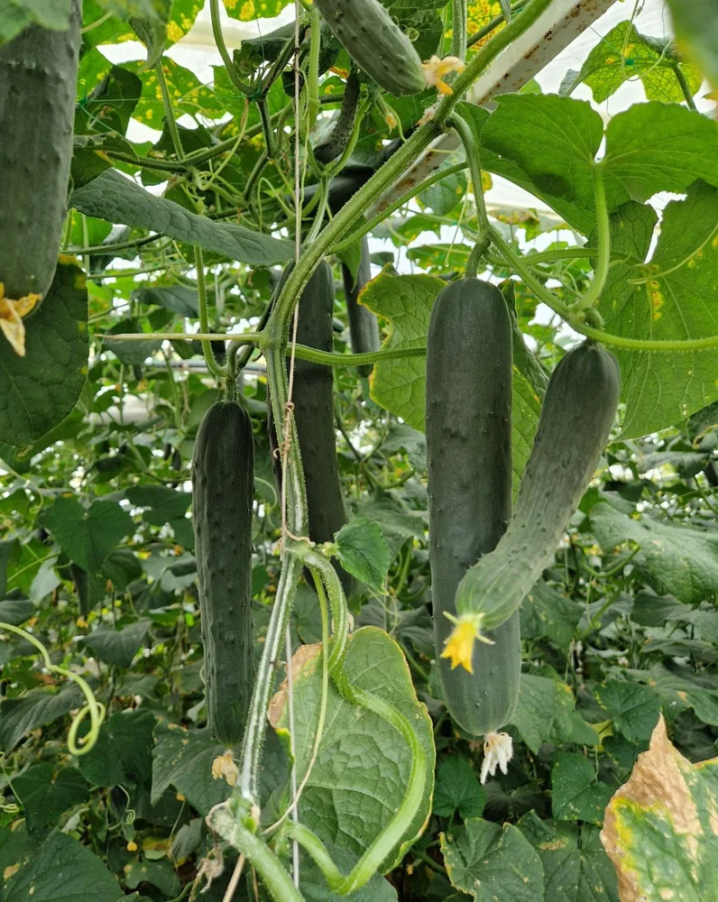 Fresh cucumbers picked from the vine