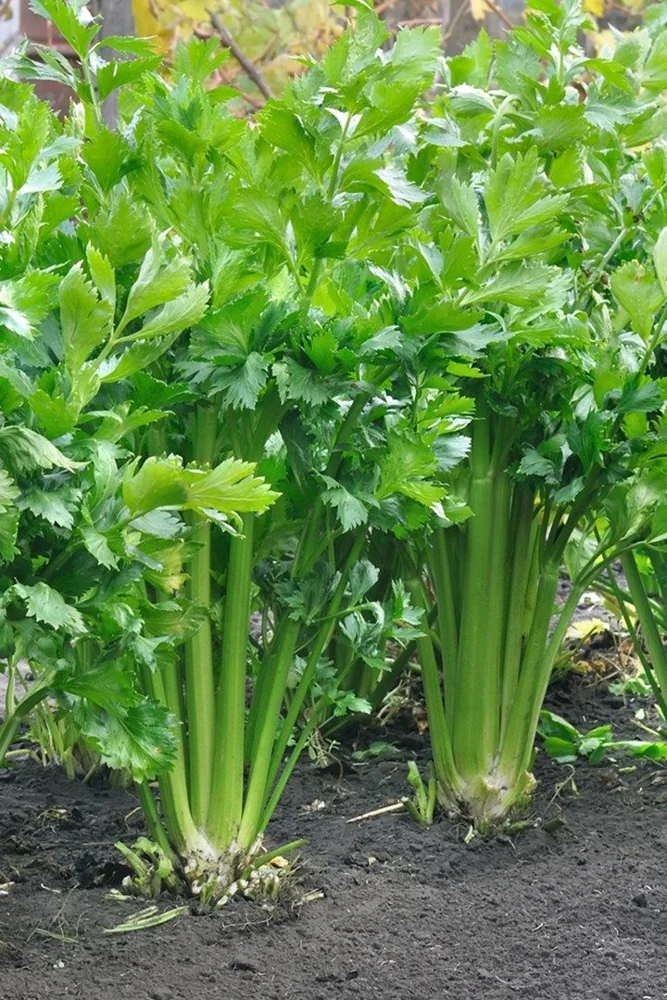 Green leafy vegetables growing in soil