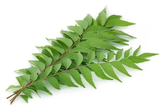 Curry Leaves 500g – buy online in Tenali