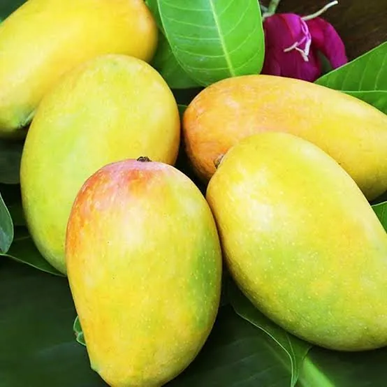 Dasheri Mango 1000g – buy online in Tenali