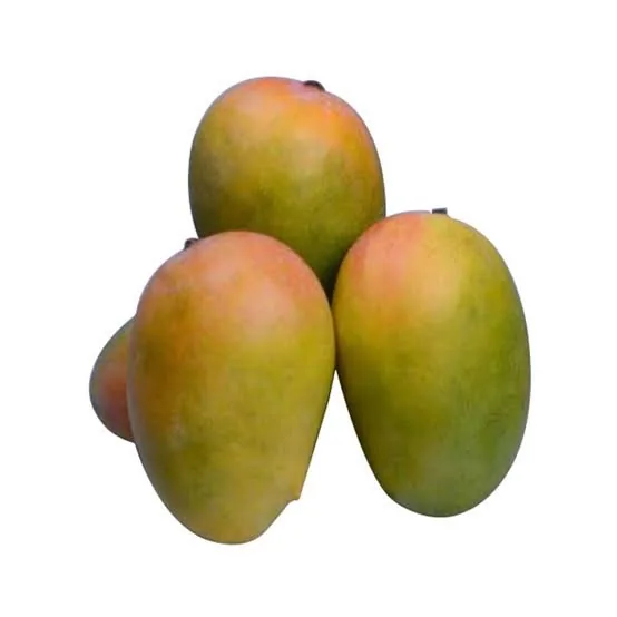 Kesar Mango 1000g – buy online in Tenali